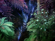 Wonder Descent